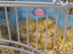 -龟与熊猫宠物公园(南坪店)