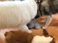 -more than meow吴止猫主题餐厅(承德 中船汇店)