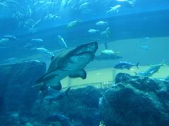 -迪拜水族馆及水下动物园