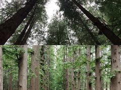 -日照海滨国家森林公园
