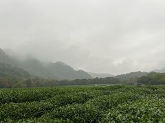 -中国茶叶博物馆(双峰馆区)