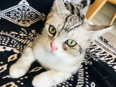 -平行世界·猫咖(首经贸店)