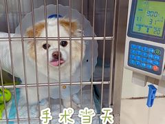 -菲尔斯特宠物医院