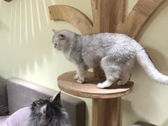 -猫和宫(六道口店)