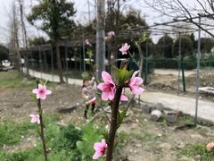 -洪湖家庭农场·团建·露营·会议