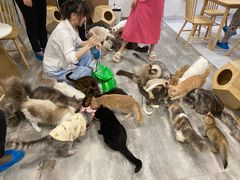 -楼上猫咖(罗湖店)