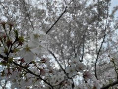 -苏州上方山国家森林公园