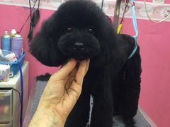 -爱宠屋pet shop·宠物洗澡·宠物美容
