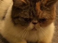 -猫色咖啡·猫咖