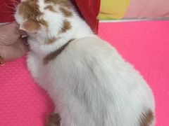 -唐小姐の猫狗洗护·购宠旗舰店(周浦万达店)