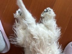 -FAELING PETS美天灵宠物(富力广场店)