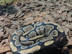 -石家庄市动物园