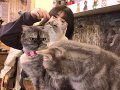 -猫色咖啡·猫咖