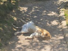 -西霞口神雕山野生动物世界