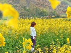 -桑洲油菜花景区