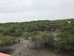 -北海金海湾红树林生态旅游区