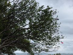 -怀唐伊条约签署地