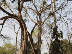 -瑞丽独树成林风景区