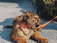 -北京野生动物园