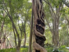 -中国科学院西双版纳热带植物园