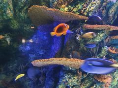 -上海海洋水族馆