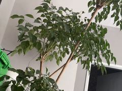 -西域老马美食(常营未来域店)