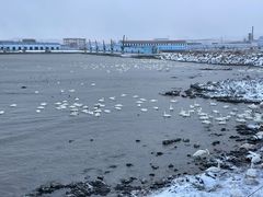 -烟墩角天鹅湖