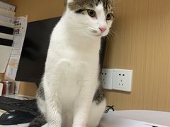 -瑞派康怡24h宠物医院·犬猫医疗中心·微创绝育(瑞景分院)