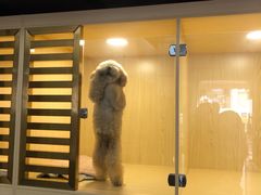 -宠物之家Pets Home 宠物寄养酒店
