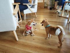 -柴犬小屋·柴餐厅·狗咖食堂(金鼎广场店)