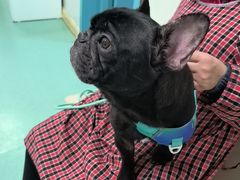 -北京观赏动物医院·24小时大型综合·猫专科·异宠专科