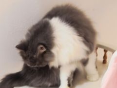 -1013 PET SHOP精品宠物商店(丁香店)