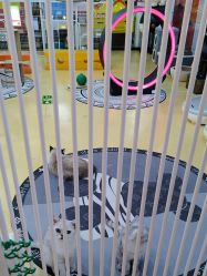 -开心哈乐儿童主题乐园(孙河易事达店)