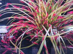 -中环花鸟鱼虫市场