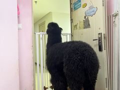 -我爱猫咪·猫咖·狗咖·安哥拉兔·羊驼咖(小寨华旗店)
