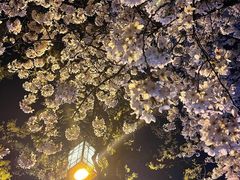-嘉定紫藤园