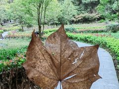 -上海佘山国家森林公园天马山园