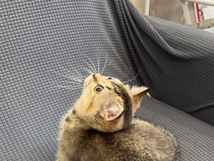 -创凡宠物医院·骨专科  猫科中心(西乡分院)