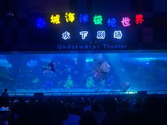 -泉城欧乐堡海洋极地世界