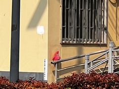 -阿sir咖啡(陶谷新村店)