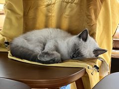 -猫大福·Fortune Cat猫舍(百子湾店)