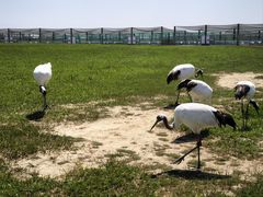 -盐城丹顶鹤湿地生态旅游区