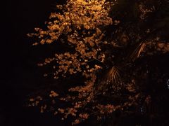 -武汉大学-樱园