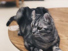 -藏猫猫咖啡主题馆(中央大道店)