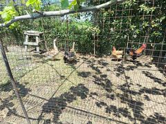 -小鱼草莓采摘园农家乐·小鱼餐厅