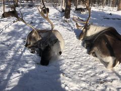 -北极村旅游风景区