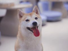 -逗柴咖啡屋·狗咖猫咖宠物桌游