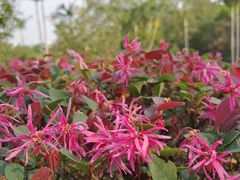 -人民公园(罗湖区)