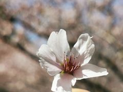 -高东镇樱花园