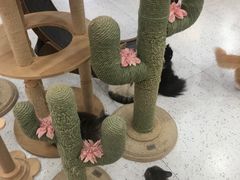 -喵园·猫主题咖啡厅·撸猫·猫咖(国贸店)